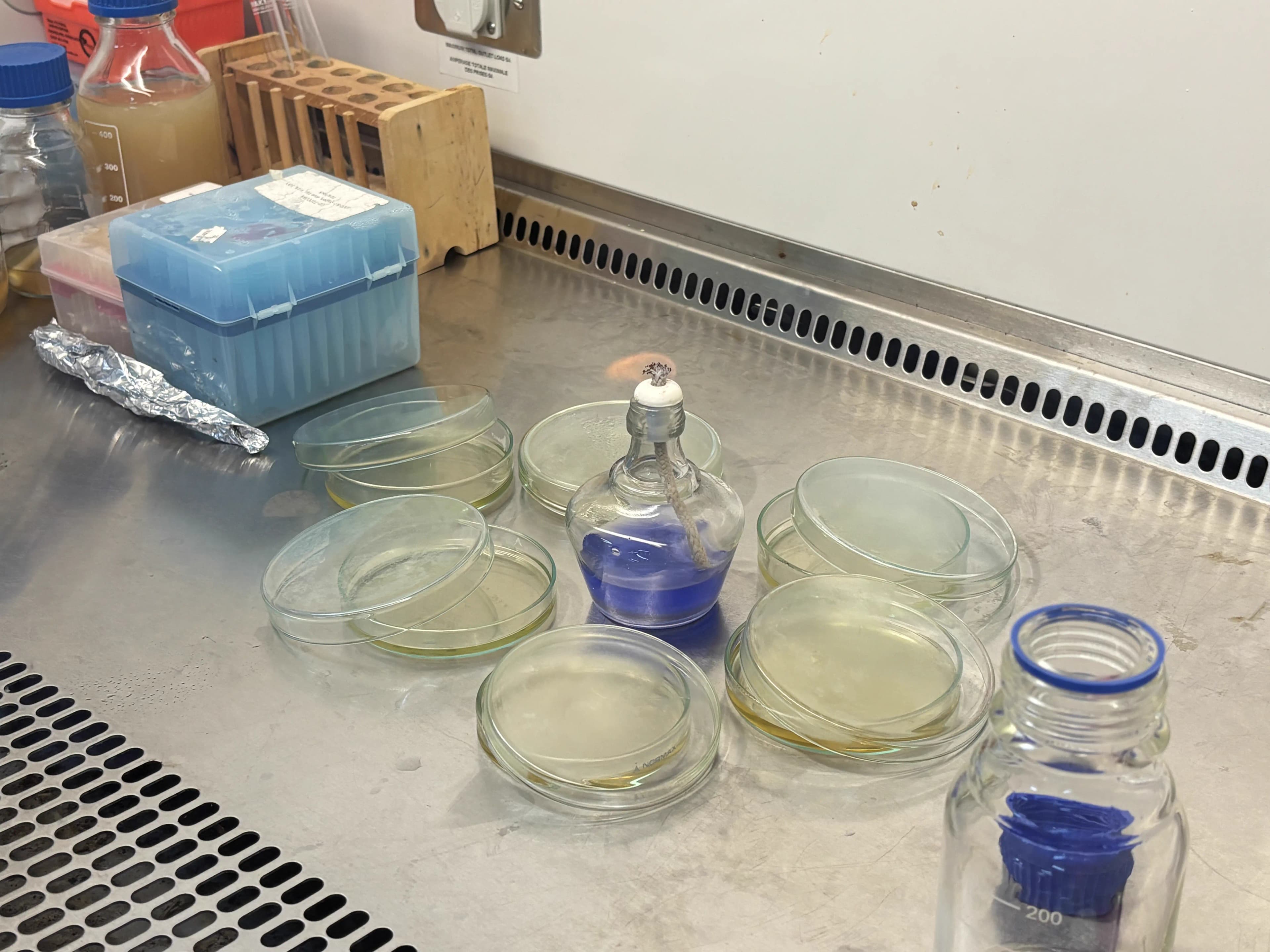Cawan petri kultur mikroorganisme di meja laboratorium
